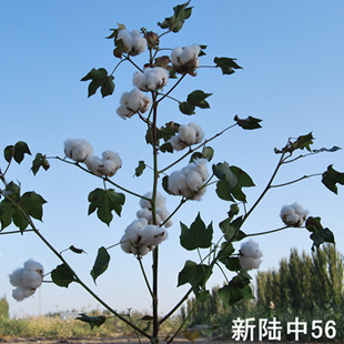 新陸中56號